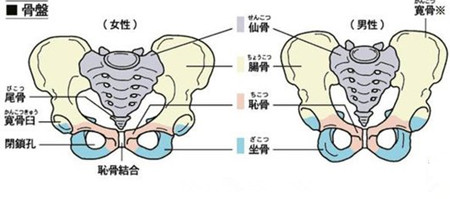 盆骨.jpg